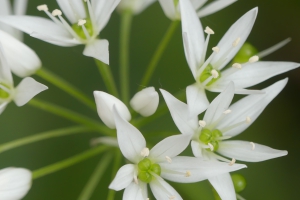 Stuttgart Süd - Blumen